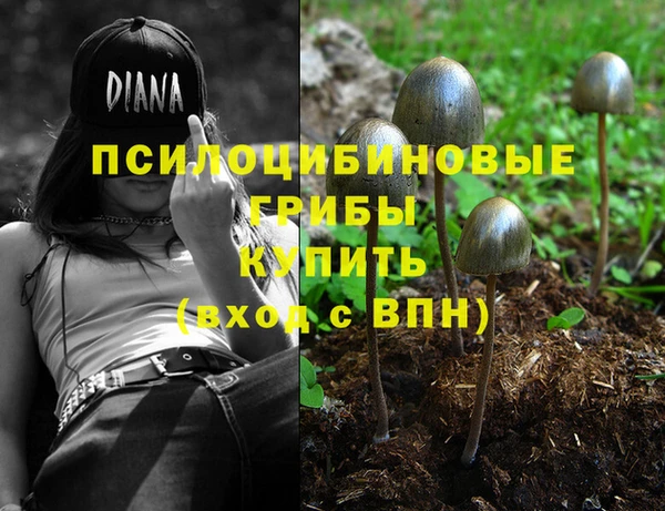 шишки Арсеньев